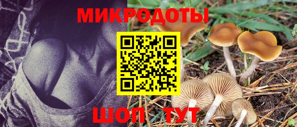 Псилоцибиновые грибы Psilocybe Заводоуковск