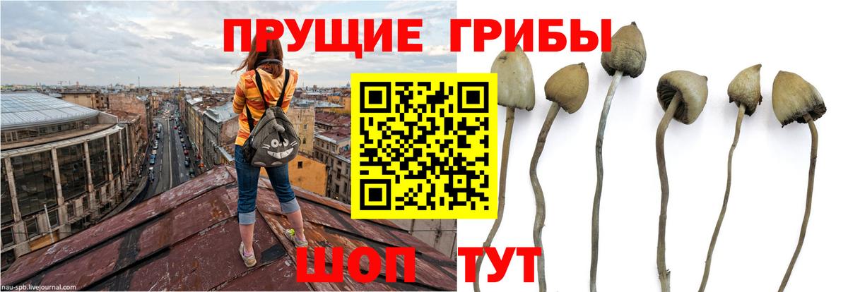 Галлюциногенные грибы GOLDEN TEACHER  Галлюциногенные грибы Psilocybe  Вход с VPN  Заводоуковск 